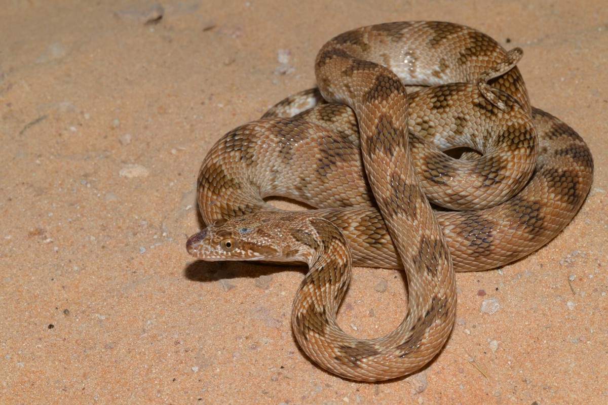 Spalerosophis diadema