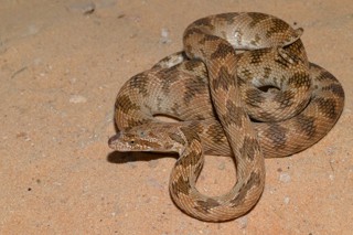 Spalerosophis diadema
