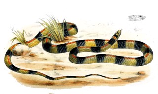 Platyceps elegantissimus