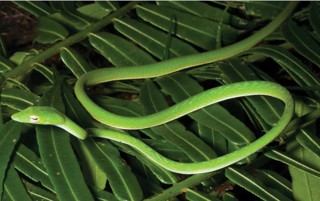 Ahaetulla prasina