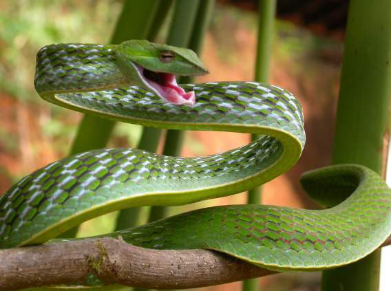 Ahaetulla nasuta