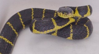 Boiga dendrophila
