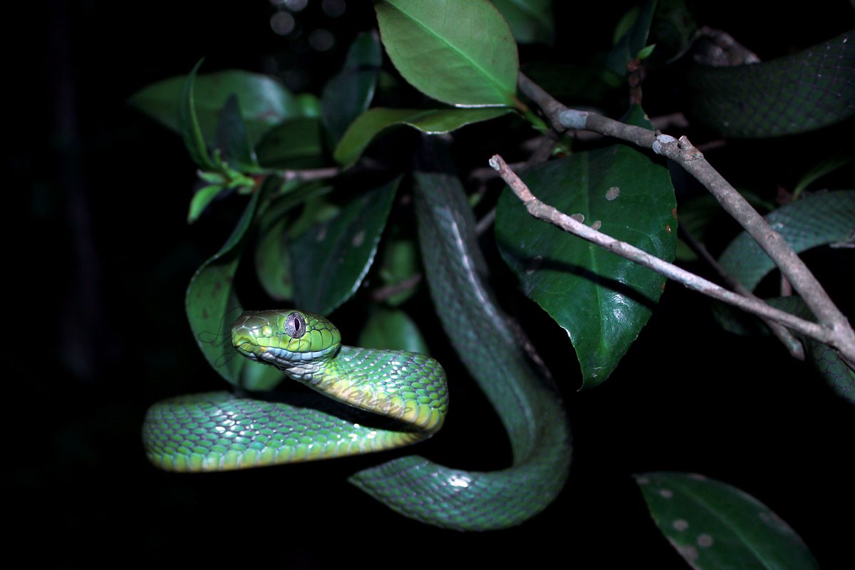 Boiga cyanea