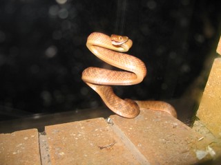 Boiga irregularis