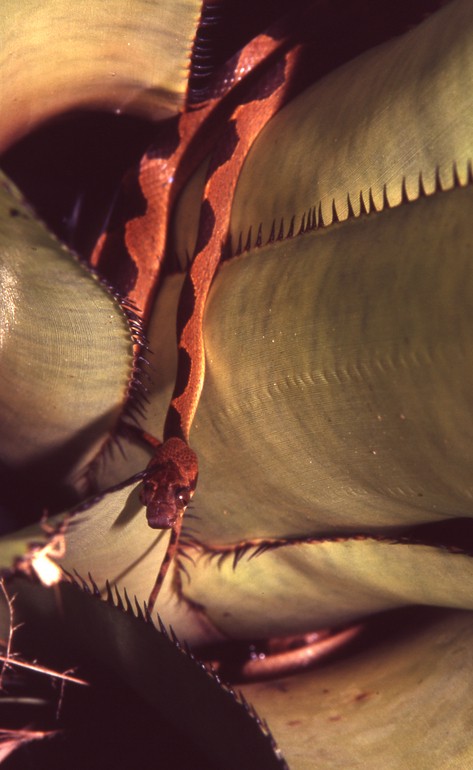 Leptodeira annulata