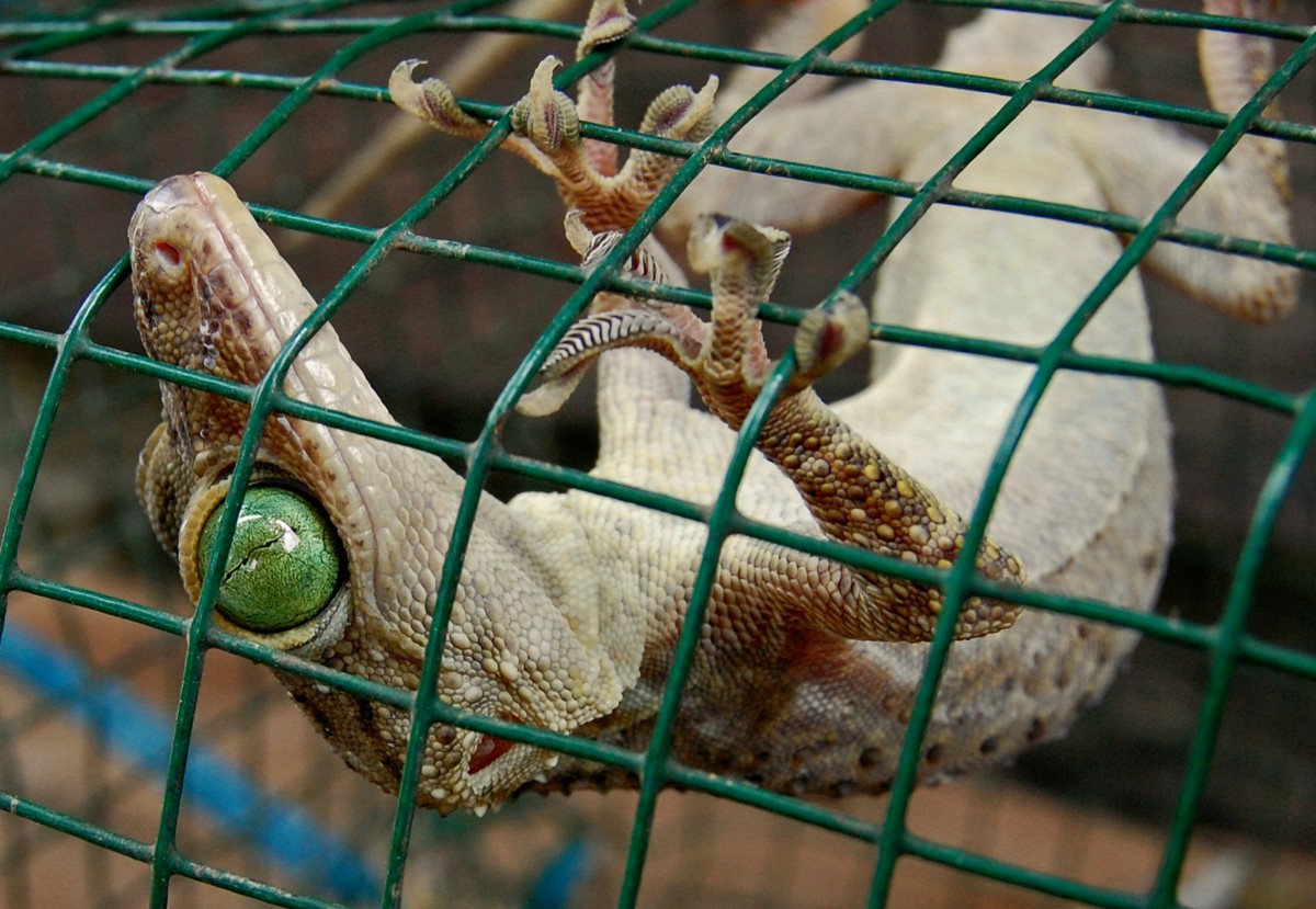 Gekko smithii