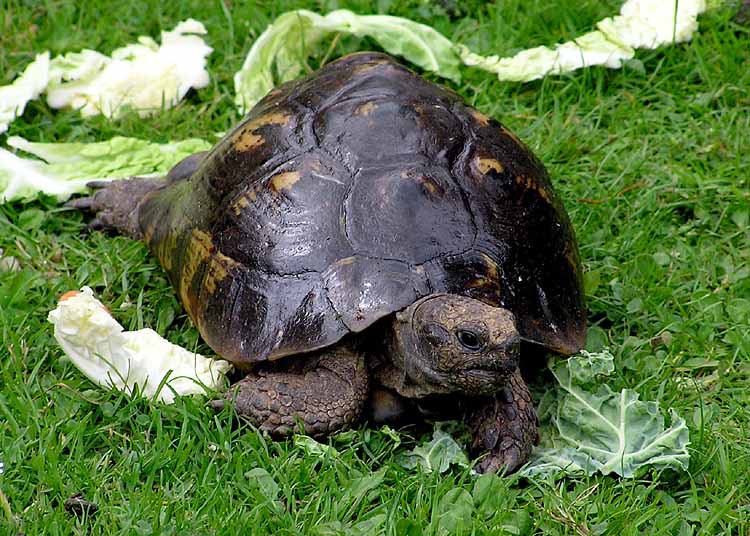 Testudo graeca