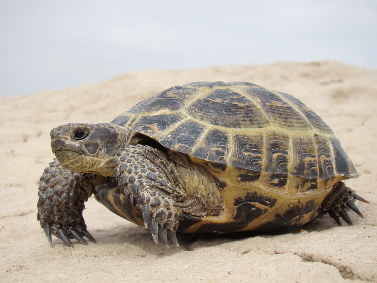 Testudo horsfieldii