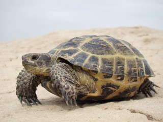 Testudo horsfieldii