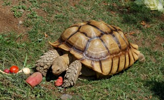 Centrochelys sulcata