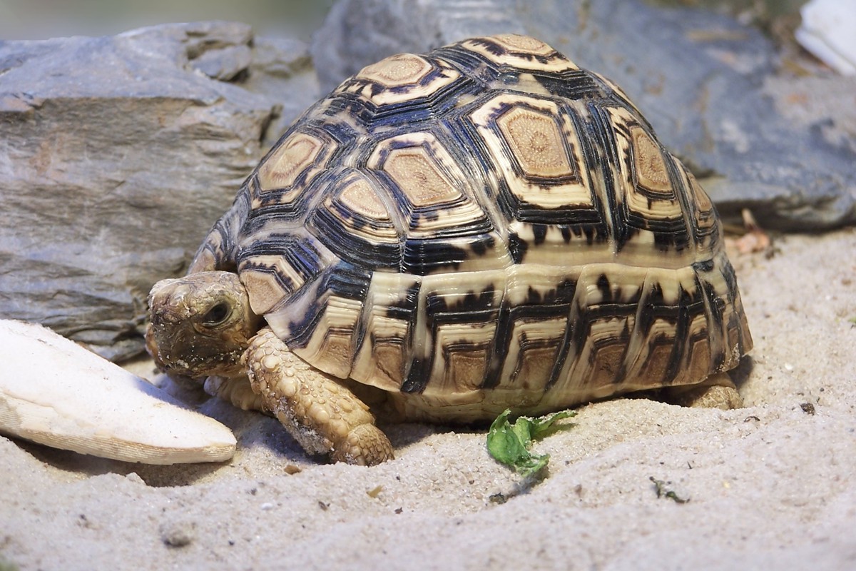 Stigmochelys pardalis