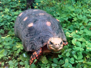 Chelonoidis carbonarius