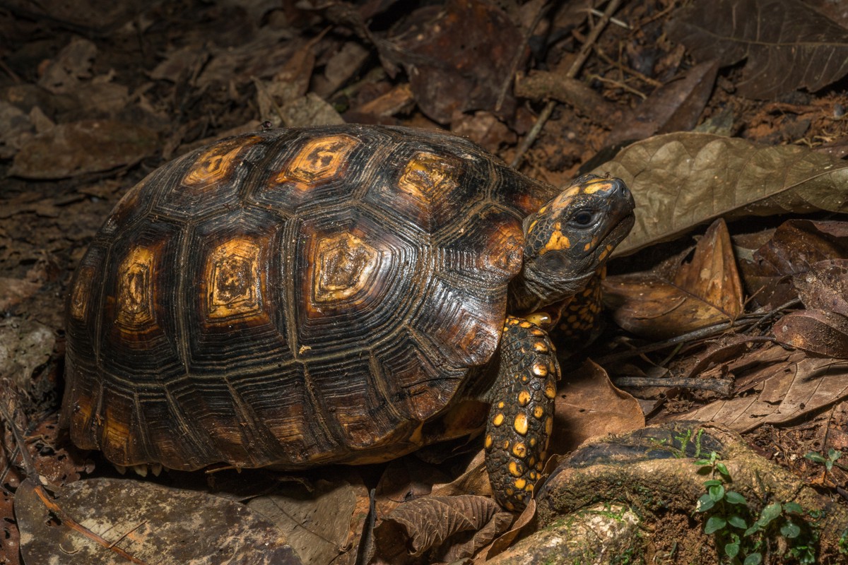 Chelonoidis denticulatus