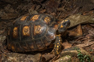 Chelonoidis denticulatus