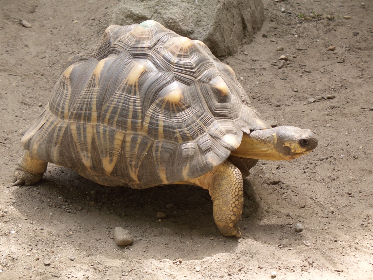 Astrochelys radiata