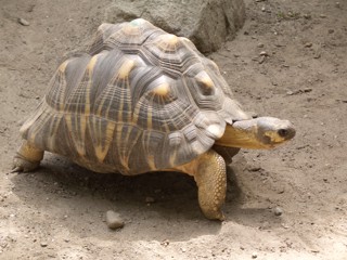 Astrochelys radiata