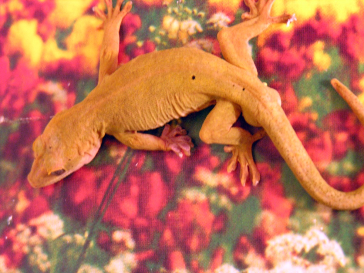 Gekko badenii