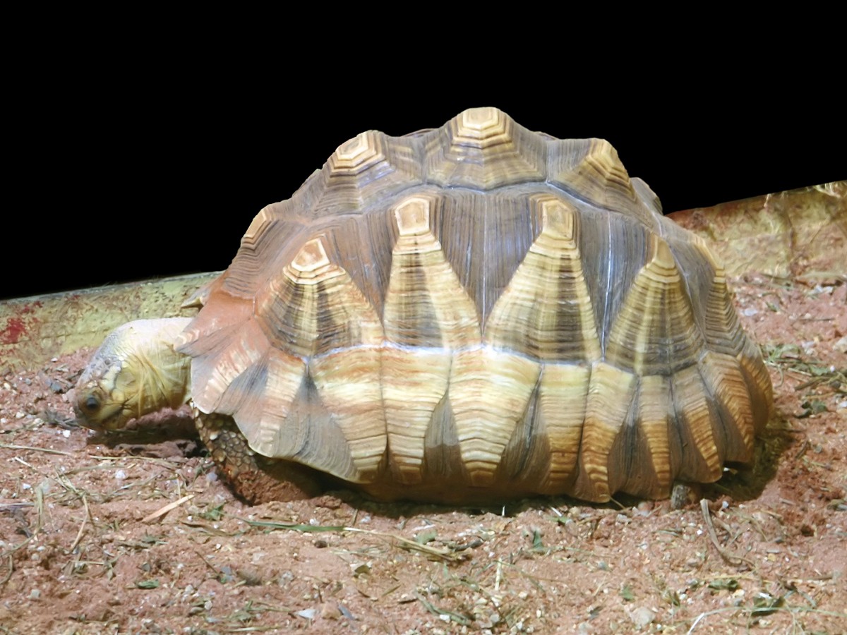 Astrochelys yniphora