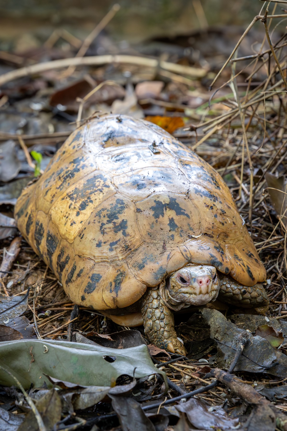Indotestudo elongata