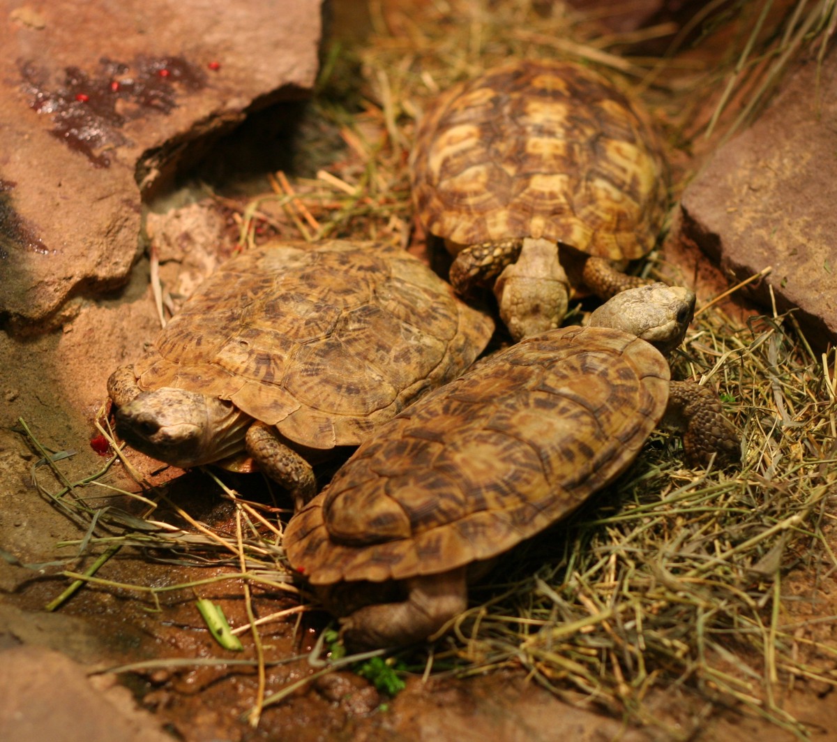 Malacochersus tornieri