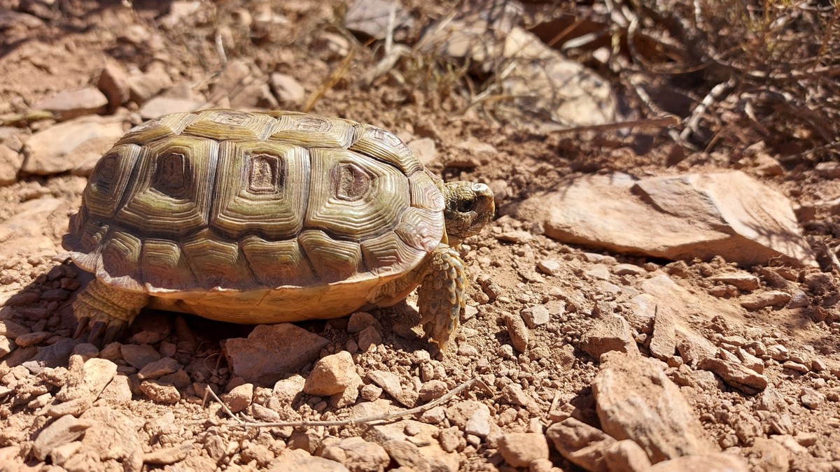 Homopus areolatus