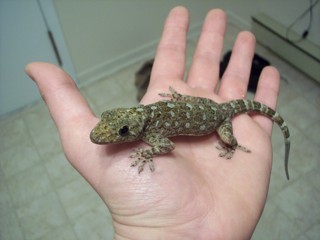 Gekko grossmanni