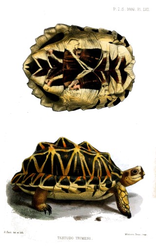 Psammobates tentorius