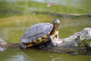 Trachemys scripta