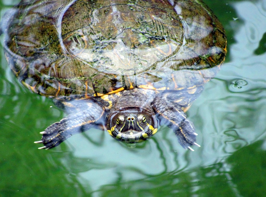 Trachemys venusta