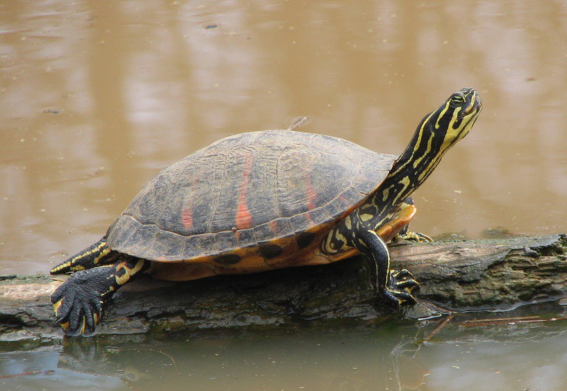 Pseudemys nelsoni