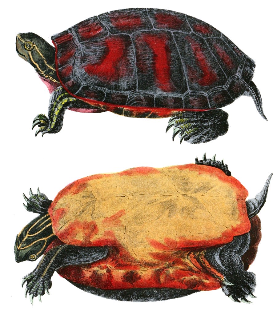 Pseudemys rubriventris