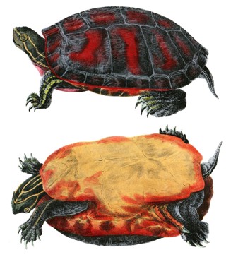 Pseudemys rubriventris