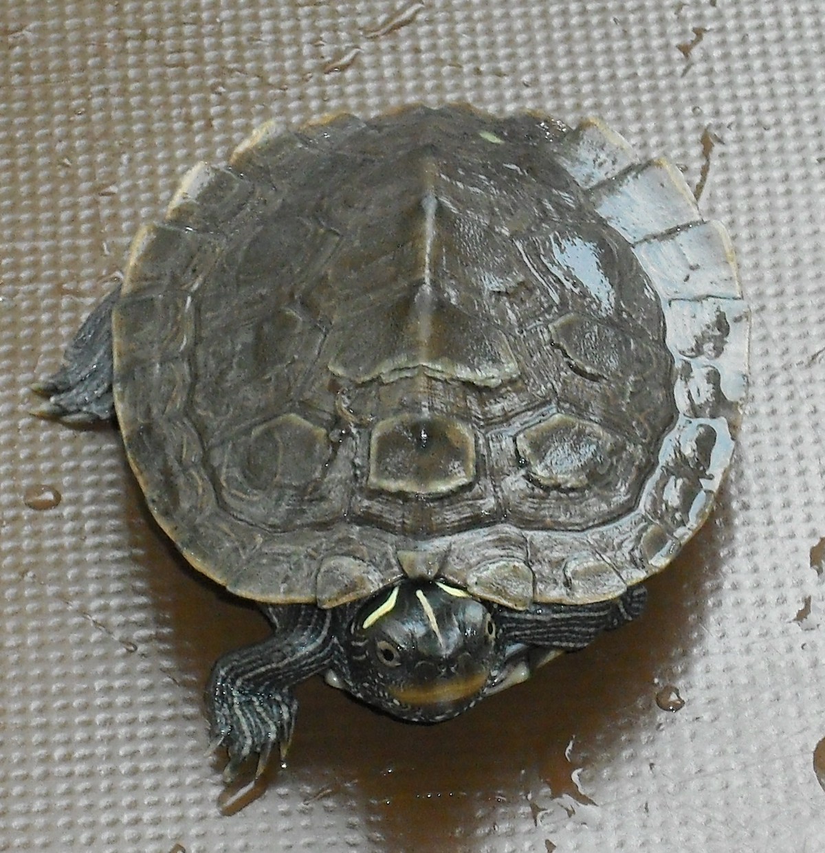 Graptemys pseudogeographica