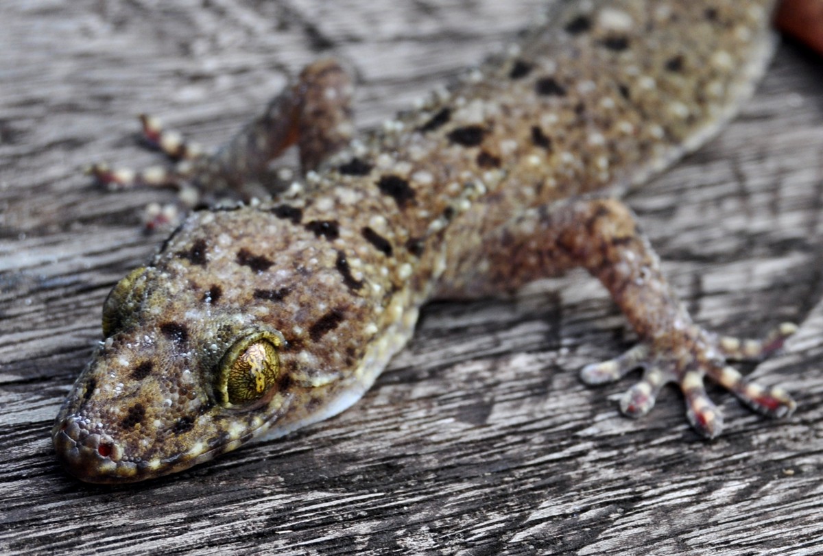 Gekko monarchus