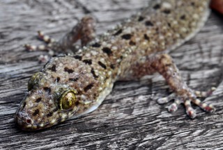 Gekko monarchus