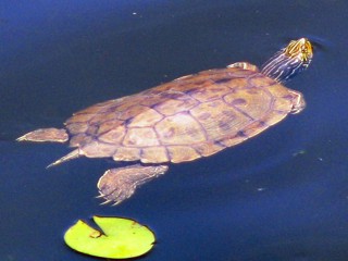 Graptemys geographica