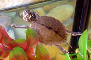 Graptemys ouachitensis