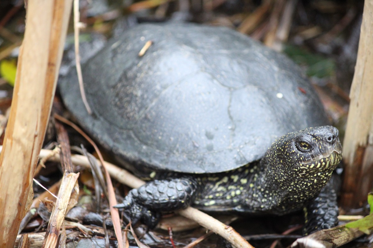 Emys orbicularis