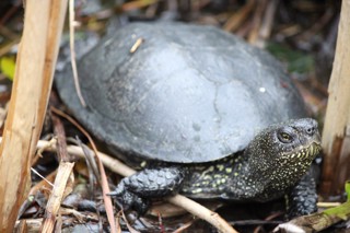 Emys orbicularis