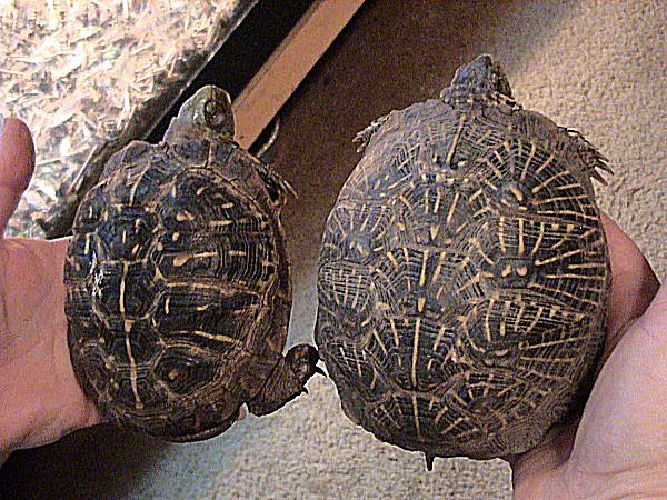 Terrapene ornata