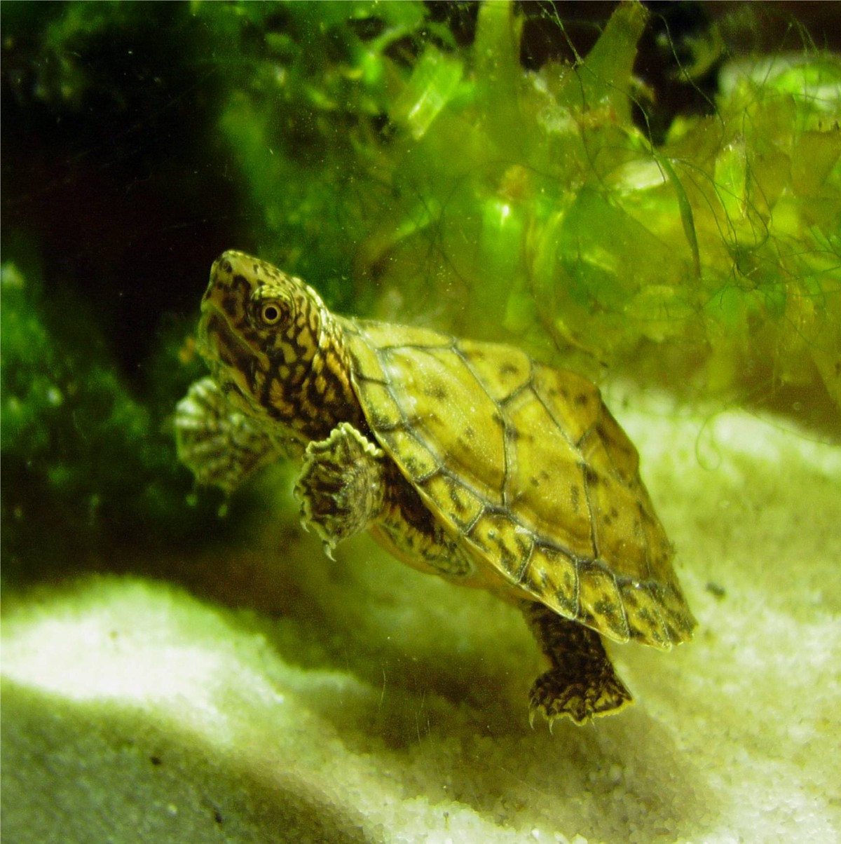 Sternotherus minor