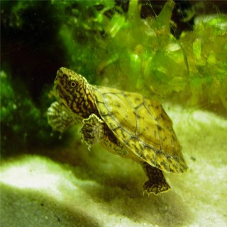 Sternotherus minor