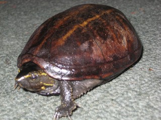 Kinosternon baurii