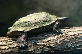 Kinosternon scorpioides
