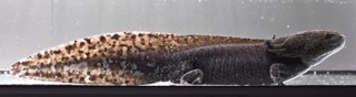 Ambystoma mexicanum