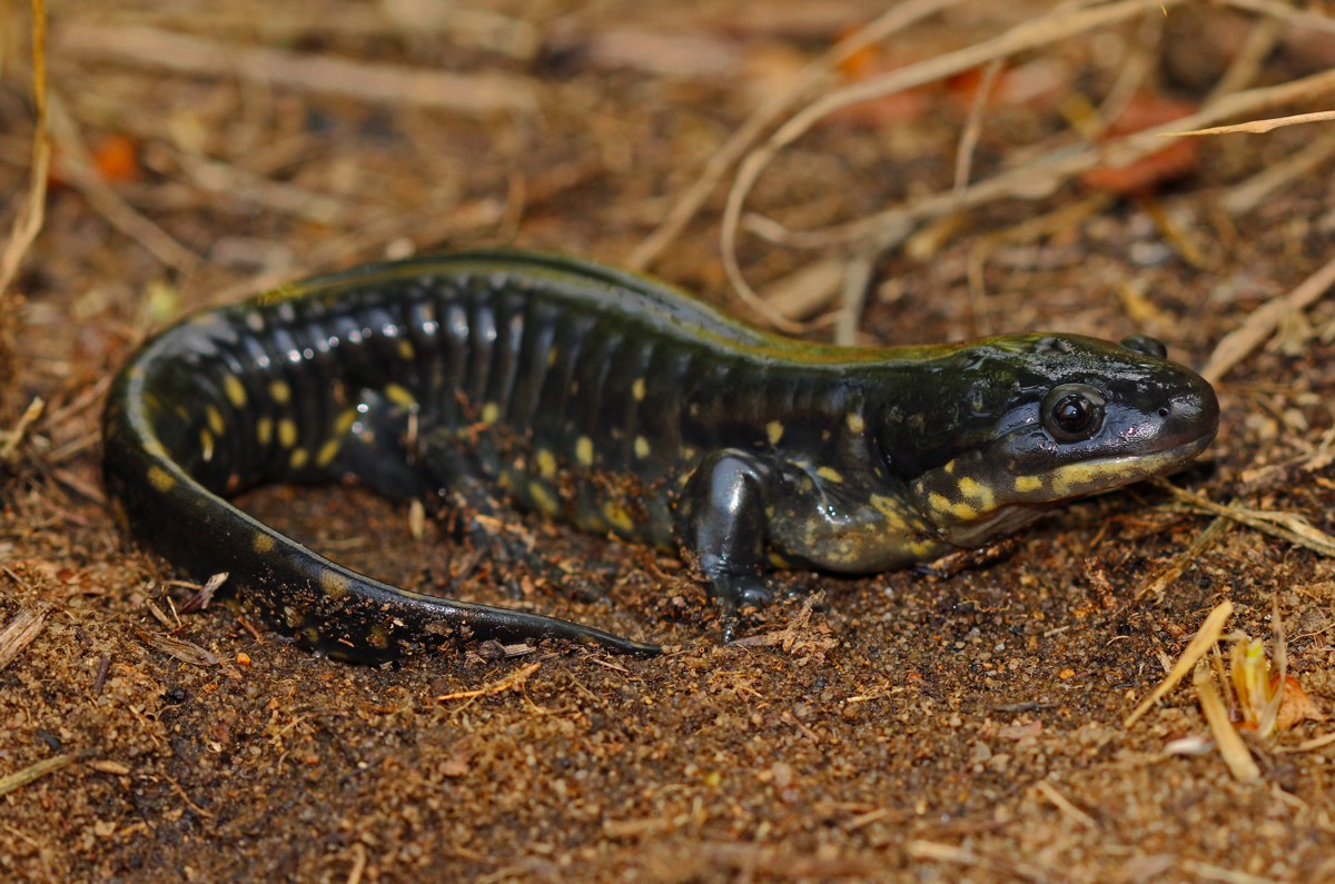 Ambystoma tigrinum