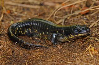 Ambystoma tigrinum