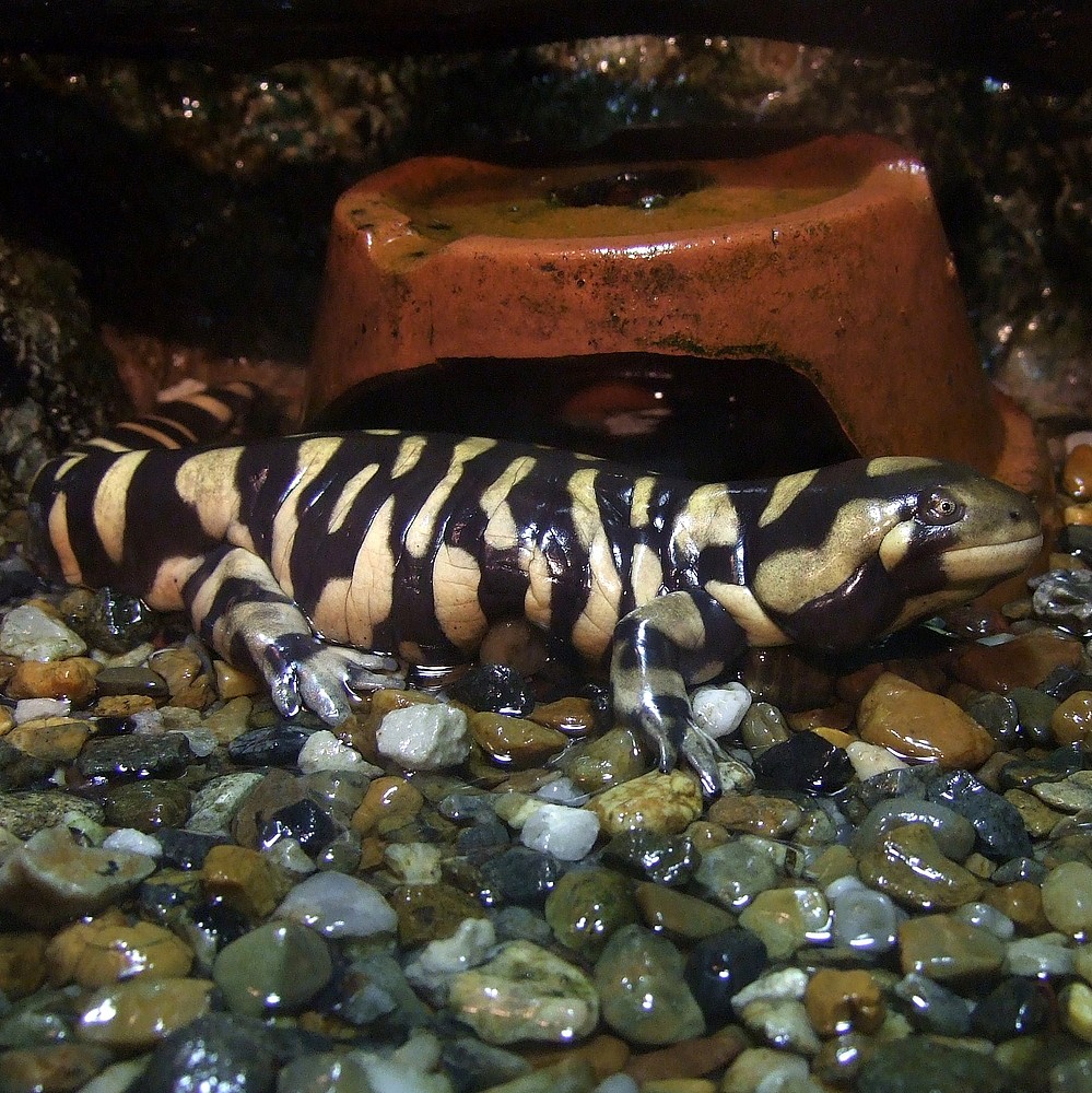 Ambystoma mavortium