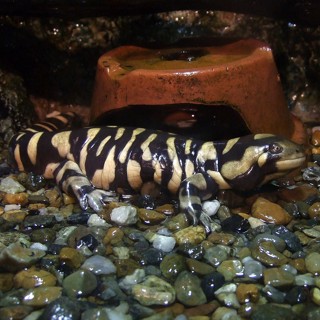 Ambystoma mavortium