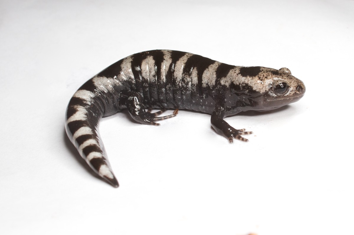 Ambystoma opacum